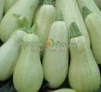 foto Le zucchine la cultivar Oniks