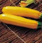 foto Le zucchine la cultivar Meri Gold F1 