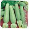 foto Le zucchine la cultivar Sadko F1