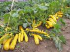 foto Le zucchine la cultivar Zheltye zvezdy