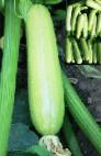 foto Le zucchine la cultivar Ardendo F1