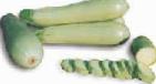 foto Le zucchine la cultivar SangrumF1
