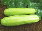 foto Le zucchine la cultivar Salman F1