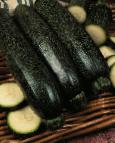 foto Le zucchine la cultivar Zavtrak neftyannika