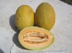 foto Il melone la cultivar Alisa F1