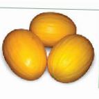 foto Il melone la cultivar Agasi F1