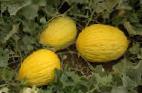 foto Il melone la cultivar Davut Bejj F1