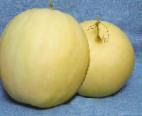 foto Il melone la cultivar Severnaya zvezda F1