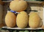 foto Il melone la cultivar Karamel F1(Clause)