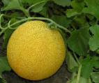 foto Il melone la cultivar Sirin F1