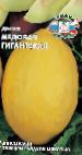 Photo Melon grade Medovaya gigantskaya 