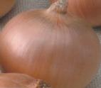 foto La cipolla la cultivar Antilopa F1