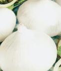 foto La cipolla la cultivar Serebryannyjj 