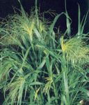 Photo Ornamental Plants Millet cereals (Panicum), green