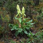 foto Le piante ornamentali Rabarbaro, Pieplant, Da Huang ornamentali a foglia (Rheum), chiaro-verde