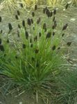 照 观赏植物 蓝沼地草 谷物 (Sesleria), 绿