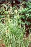 Photo Ornamental Plants Spartina, Prairie Cord Grass cereals , light green