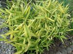 снимка Декоративни растения Джудже Бяла Ивица Бамбук, Kamuro-Zasa житни (Pleioblastus), жълт