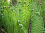 φωτογραφία Διακοσμητικά φυτά Στρουθοκάμηλος Φτέρη, Φτέρη Κήπο, Φτερό Φτέρη φτέρη (Matteuccia, Pteris nodulosa), πράσινος