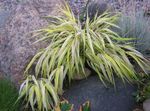 φωτογραφία Διακοσμητικά φυτά Hakone Γρασίδι, Ιαπωνικά Δάσος Γρασίδι δημητριακά (Hakonechloa), ποικιλόχρωμος