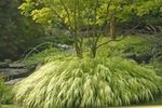 フォト 観賞植物 箱根草、日本の森林草 コーンフレーク (Hakonechloa), 薄緑