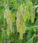 照 观赏植物 金光闪烁草，野燕麦，北海燕麦 谷物 (Chasmanthium), 绿