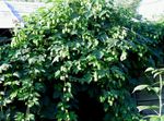 φωτογραφία Διακοσμητικά φυτά Πήδημα διακοσμητικό-φυλλοβόλα (Humulus lupulus), πράσινος