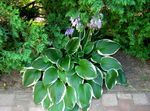 mynd Plantain Lily ferskt ornamentals (Hosta), multicolor