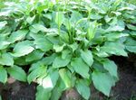 Foto Dekorative Pflanzen Wegerich Lilie dekorative-laub (Hosta), grün