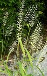 Foto Dekorative Pflanzen Bottlebrush Grass getreide (Hystrix patula), hell-grün