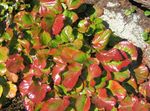 фотографија Украсне Биљке Сцхизоцодон декоративно лиснато (Schizocodon), разнобојан