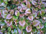 Фото Декоративные Растения Шизокодон декоративно-лиственные (Schizocodon), разноцветный