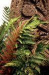 Photo Ornamental Plants Male fern, Buckler fern, Autumn Fern (Dryopteris), red