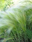 Foto Ukrasne Biljke Muhar Ječma, Vjeverica Rep trave (žitarice) (Hordeum jubatum), zlatan