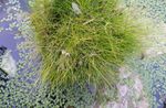 Foto Dekorative Pflanzen Spike-Ansturm getreide (Eleocharis), grün