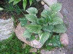 φωτογραφία Διακοσμητικά φυτά Σιβηρίας Bugloss, Ψευδή Ξεχνάμε-Me-Not, Αιώνιο Ξεχνάμε-Me-Not διακοσμητικό-φυλλοβόλα (Brunnera), πράσινος