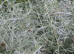 фотографија Хелицхрисум, Кари Биљка, Смиље декоративно лиснато (Helichrysum), златан