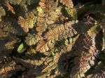 фотографија Украсне Биљке Нови Зеланд Брасс Буттонс декоративно лиснато (Cotula leptinella, Leptinella squalida), бровн