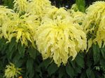 Фото Декоративні Рослини Амарант Триколірний декоративно-листяні (Amaranthus-Tricolor), жовтий
