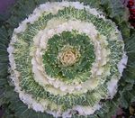 Photo des plantes décoratives La Floraison Du Chou, Chou Ornemental, Collard, Cole les plantes décoratives et caduques (Brassica oleracea), blanc