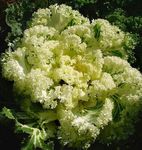 fotografie Plante Ornamentale Varza Înflorire, Varza Ornamentala, Collard, Cole (Brassica oleracea), galben