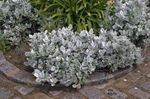 Photo Ornamental Plants Dusty Miller, Silver Ragwort leafy ornamentals (Cineraria-maritima), silvery