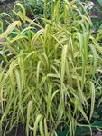 Foto Ukrasne Biljke Bowles Zlatna Trava, Zlatna Proso Trave, Zlatno Drvo Proso (Milium effusum), šarolik