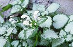 Photo plandaí ornáideach Nettle Marbh, Nettle Chonaic Marbh ornamentals leafy (Lamium-maculatum), bán