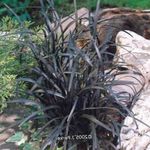 foto Sierplanten Lelie-Turf, Baard Slang, Zwarte Draak, Zwarte Mondo Gras lommerrijke sierplanten (Ophiopogon), zilverachtig