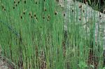 სურათი დეკორატიული მცენარეები ფოთლოვანი Cattail, ტოტორათი, კაზაკთა Asparagus, დროშები, ლერწამი ჯავზი, ჯუჯა Cattail, მოხდენილი Cattail წყლის მცენარეები (Typha), მწვანე