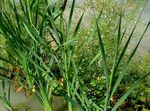 Photo des plantes décoratives Massette À Larges Feuilles, Massette, Asperges Cosaque, Drapeaux, Quenouilles Nain, Quenouilles Gracieuse (Typha), vert