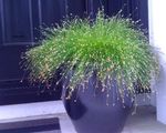 fotografie Dekoratívne rastliny Optickými Vláknami Tráva, Slanisek Sitina vodny (Isolepis cernua, Scirpus cernuus), zelená