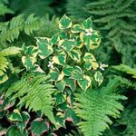 Photo Chameleon plant leafy ornamentals (Houttuynia), multicolor