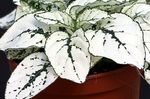 fotoğraf Süs Bitkileri Puantiyeli Tesisi, Çil Yüz yapraklı süs (Hypoestes), beyaz